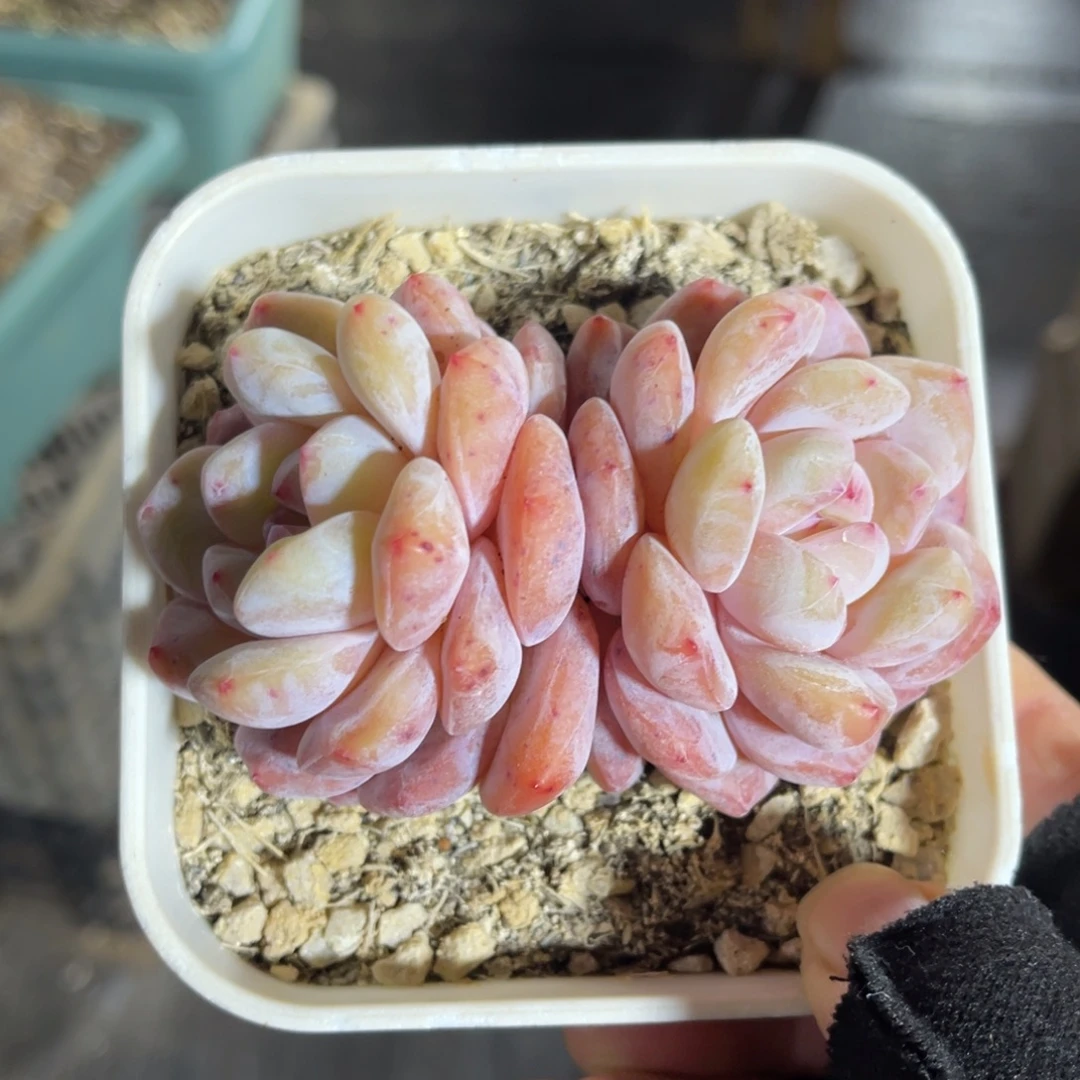 韩橙 一物一拍不支持退换