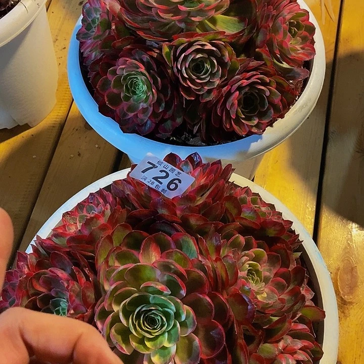 ξ****ξ726号多肉植物孔雀翎