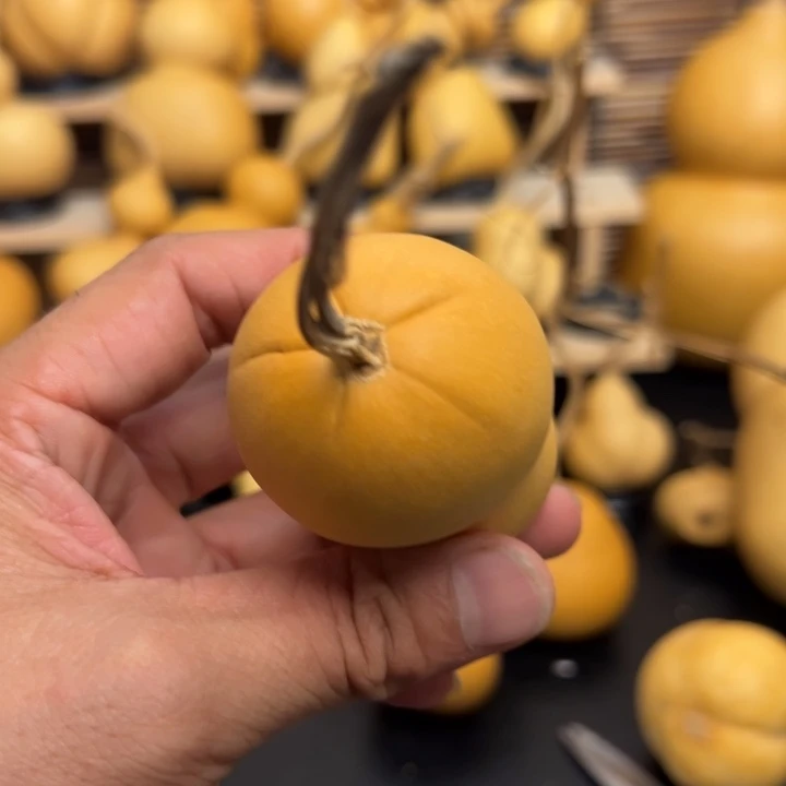 ?*果12669999999999999