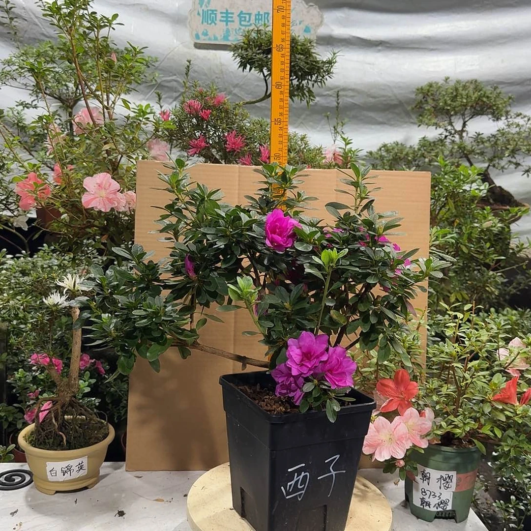 雁***伶完全开放西子杜鹃花