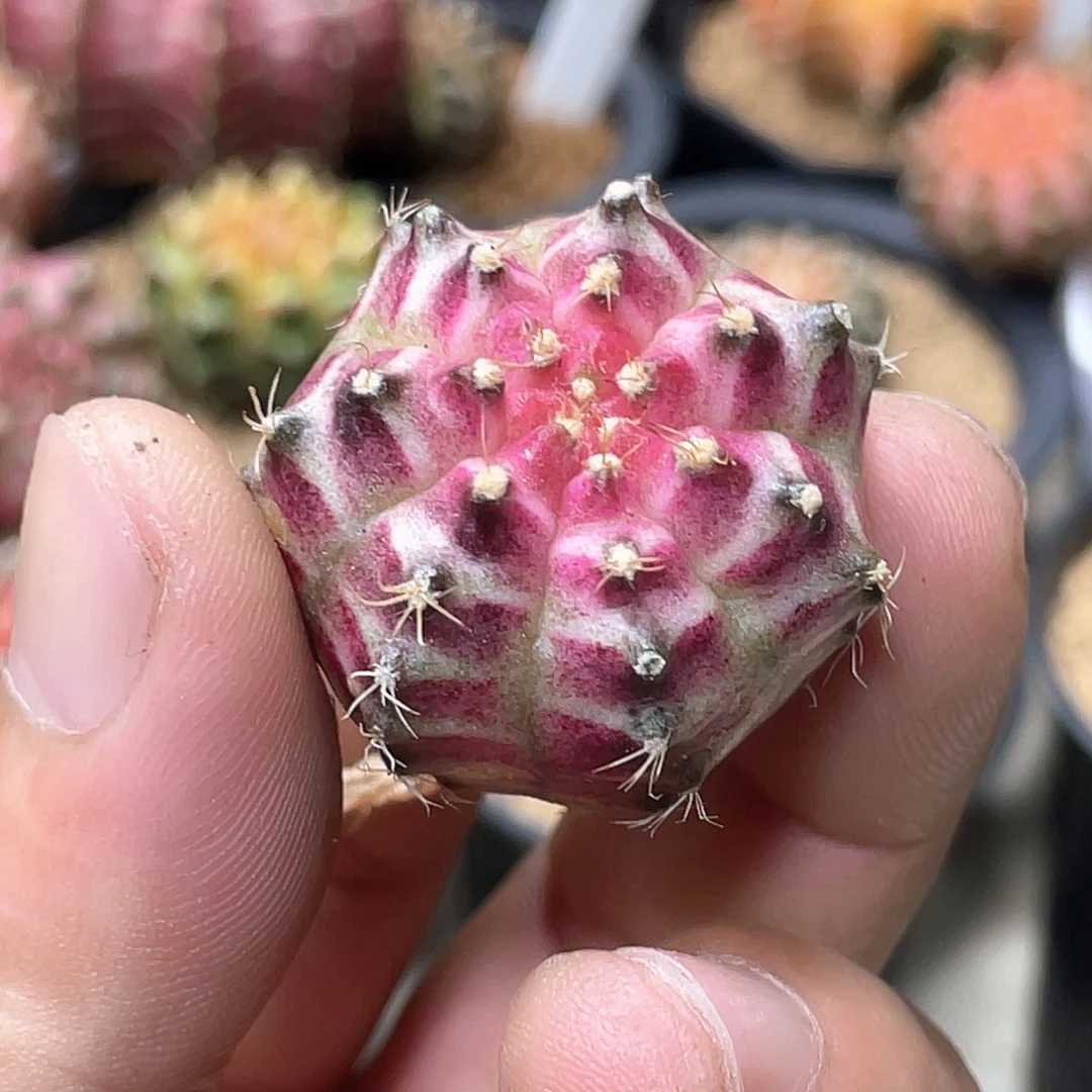 无花朵泰系实生根，皇氏轮回
