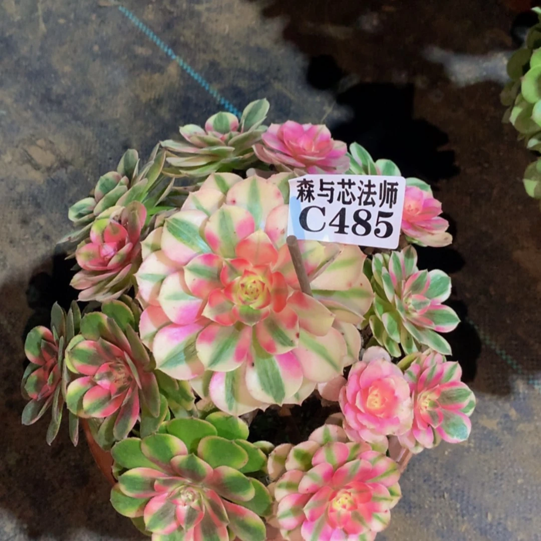 【闪购商品】485荔枝