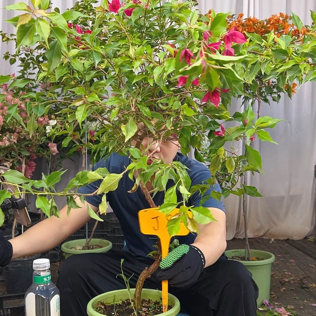黑***马当前无花栽培后可以开花J84紫红桑巴