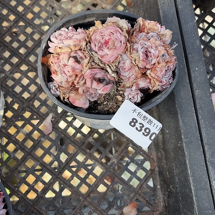 阿雅园艺。     8390