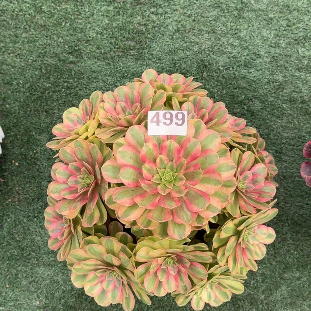 499！雨菏法师多肉植物