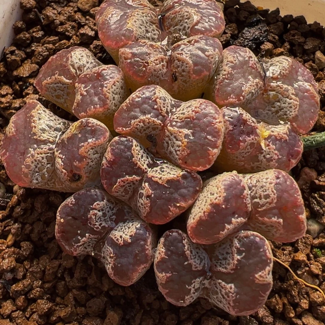 226多肉植物种类多样