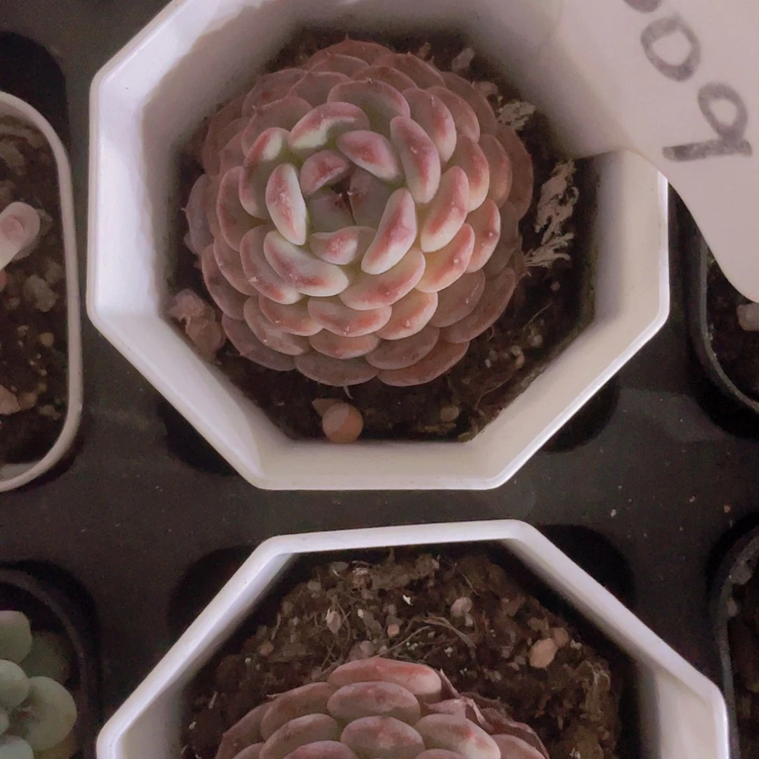 用****4白胖子w009一物一拍