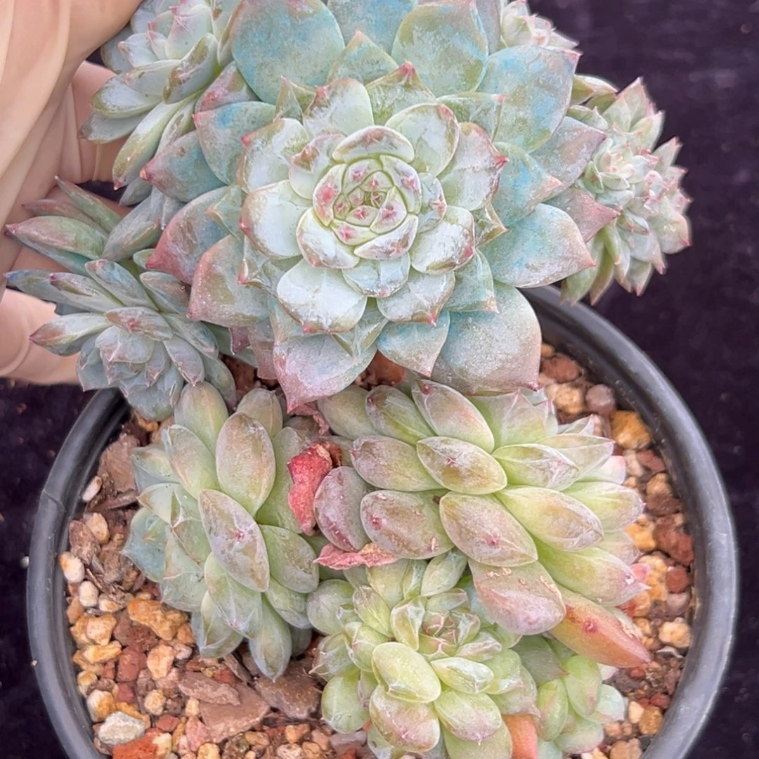 新年快乐 新年快乐 买一送一