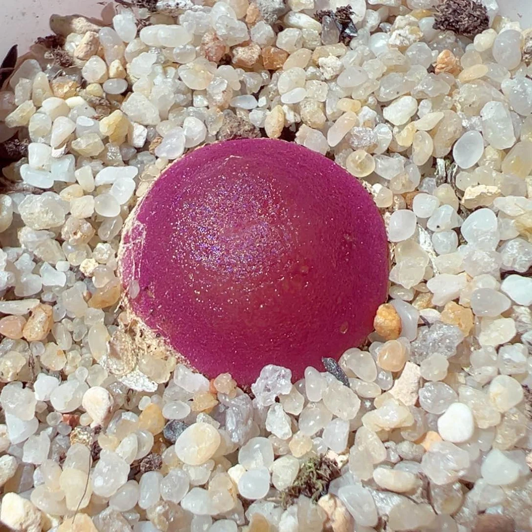 603-313多肉灯泡2cm