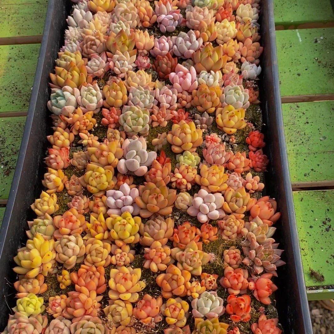 392多人在一起了，我在