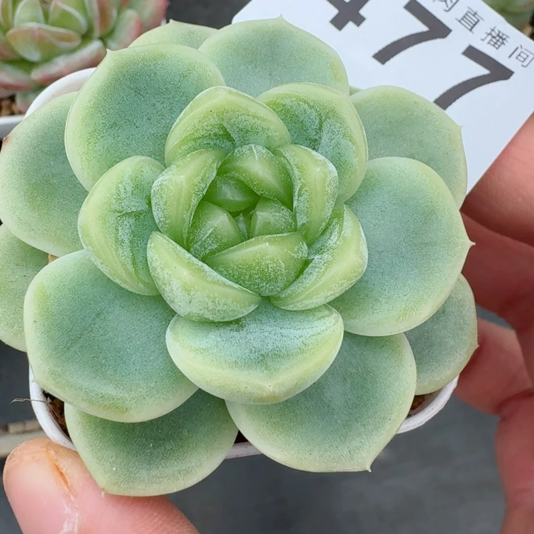 财富            精美多肉植物