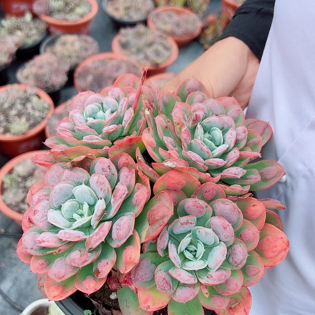 雨滴 四大头起发精控精养