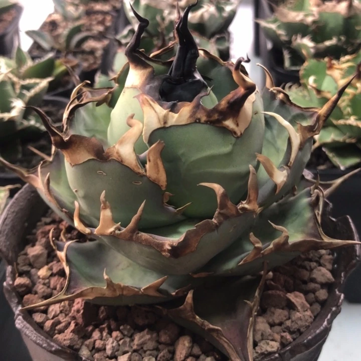 黑帝斯仁王冠折后价