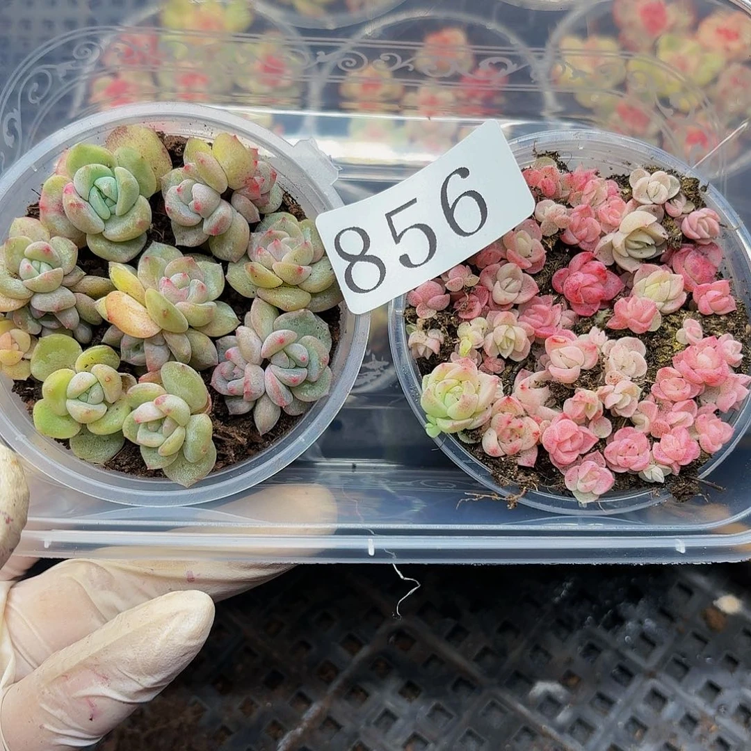 多肉植物多肉植物856