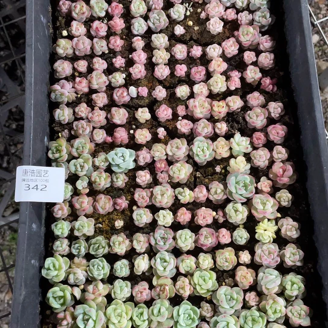 Y**i冰珍妮一物一拍342