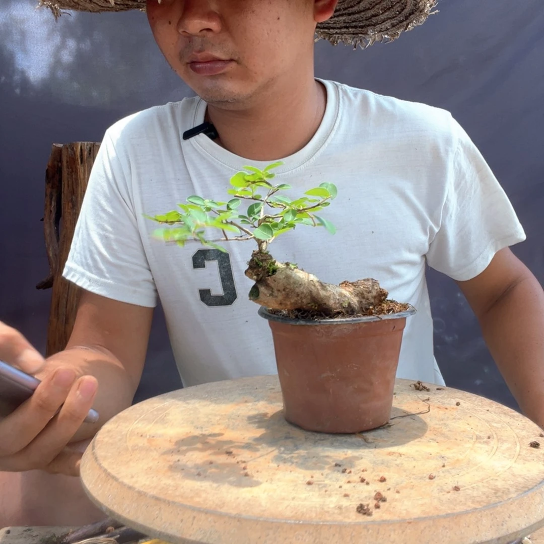 无花朵紫薇百日红盆景
