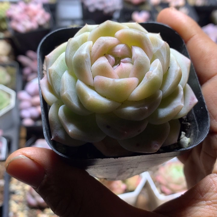 新品多肉一物一拍