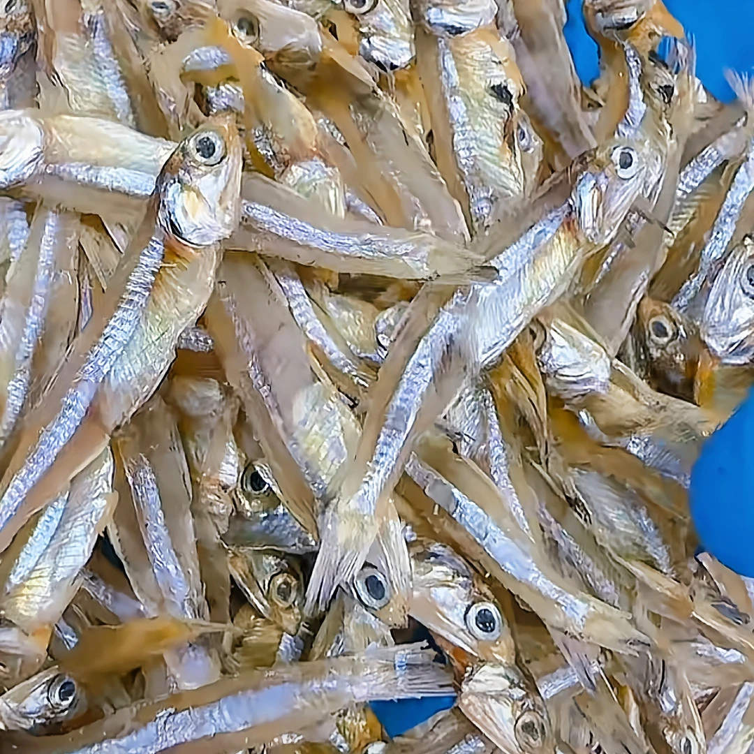 （书记）本港新晒小鱼干白帆鱼仔干 1斤装 顺丰包邮 博贺港海鲜