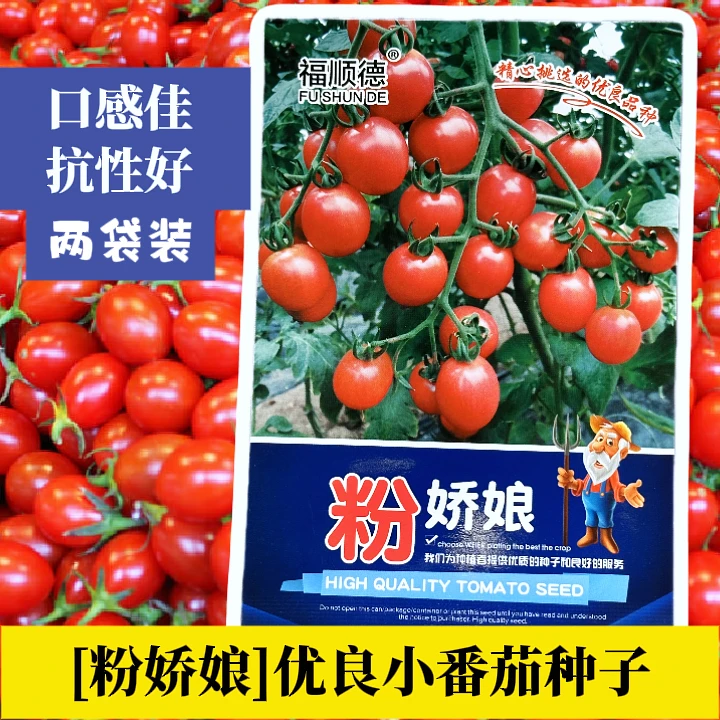 [粉娇娘]小番茄种子 酸甜可口广东电白千禧圣女果小番茄西红柿