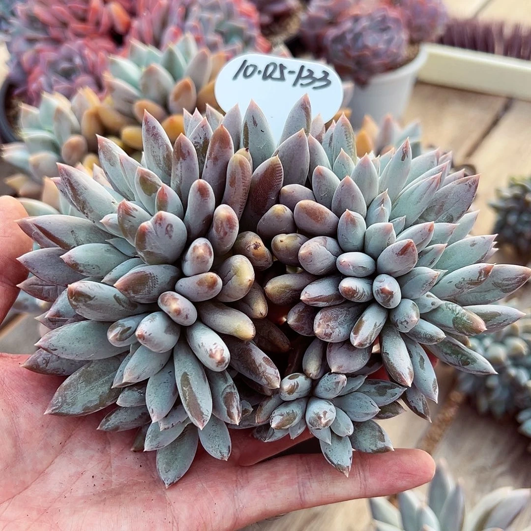 1005-133实生哥特萝莉缀