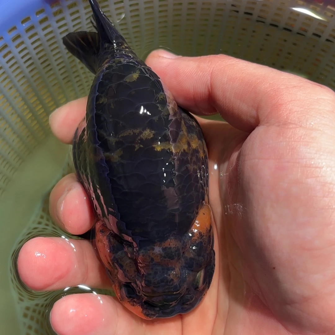 名***长金鱼不拍包装运费到付