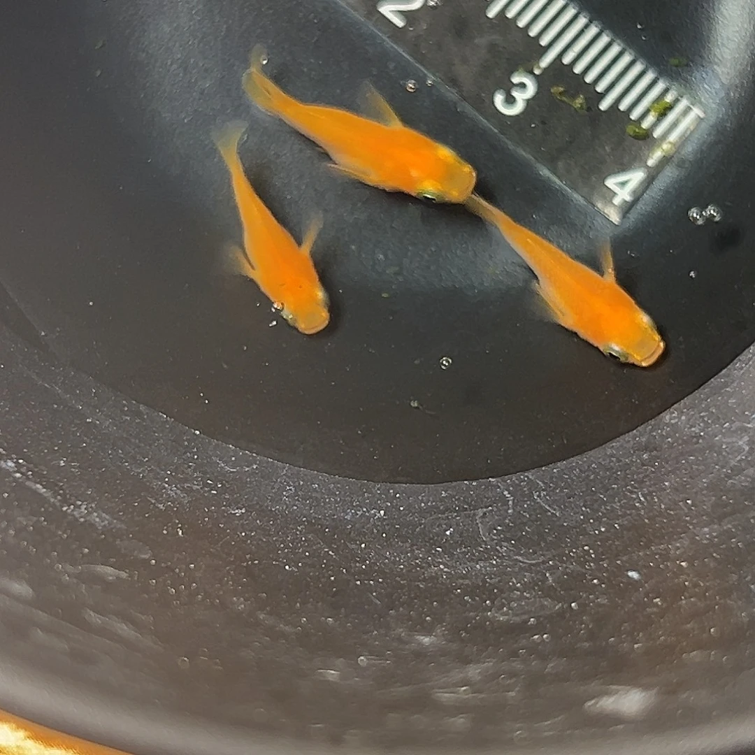 海水红帝球一组33