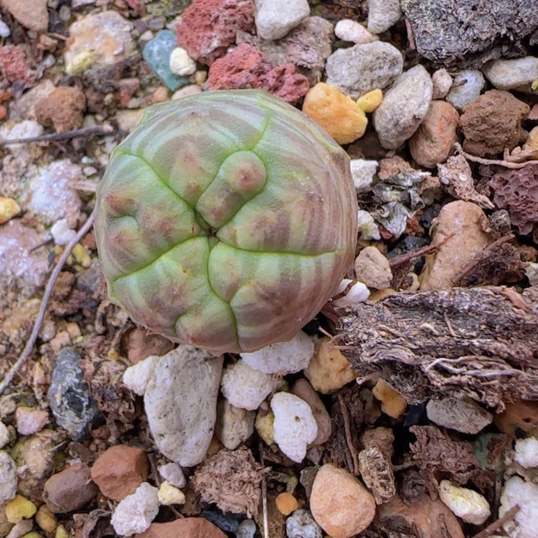 清***?块根植物块根植物