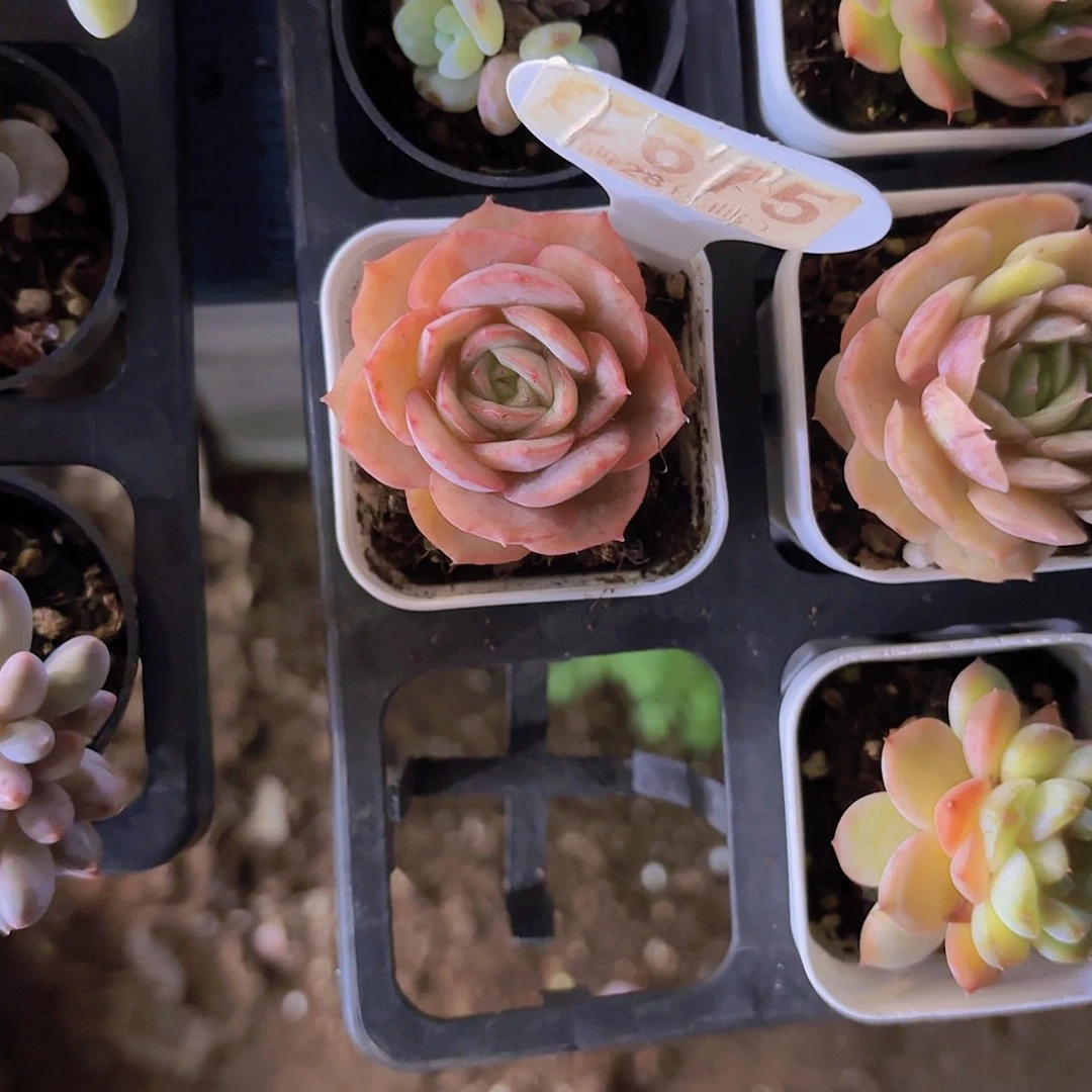 C675昂斯诺一物一拍