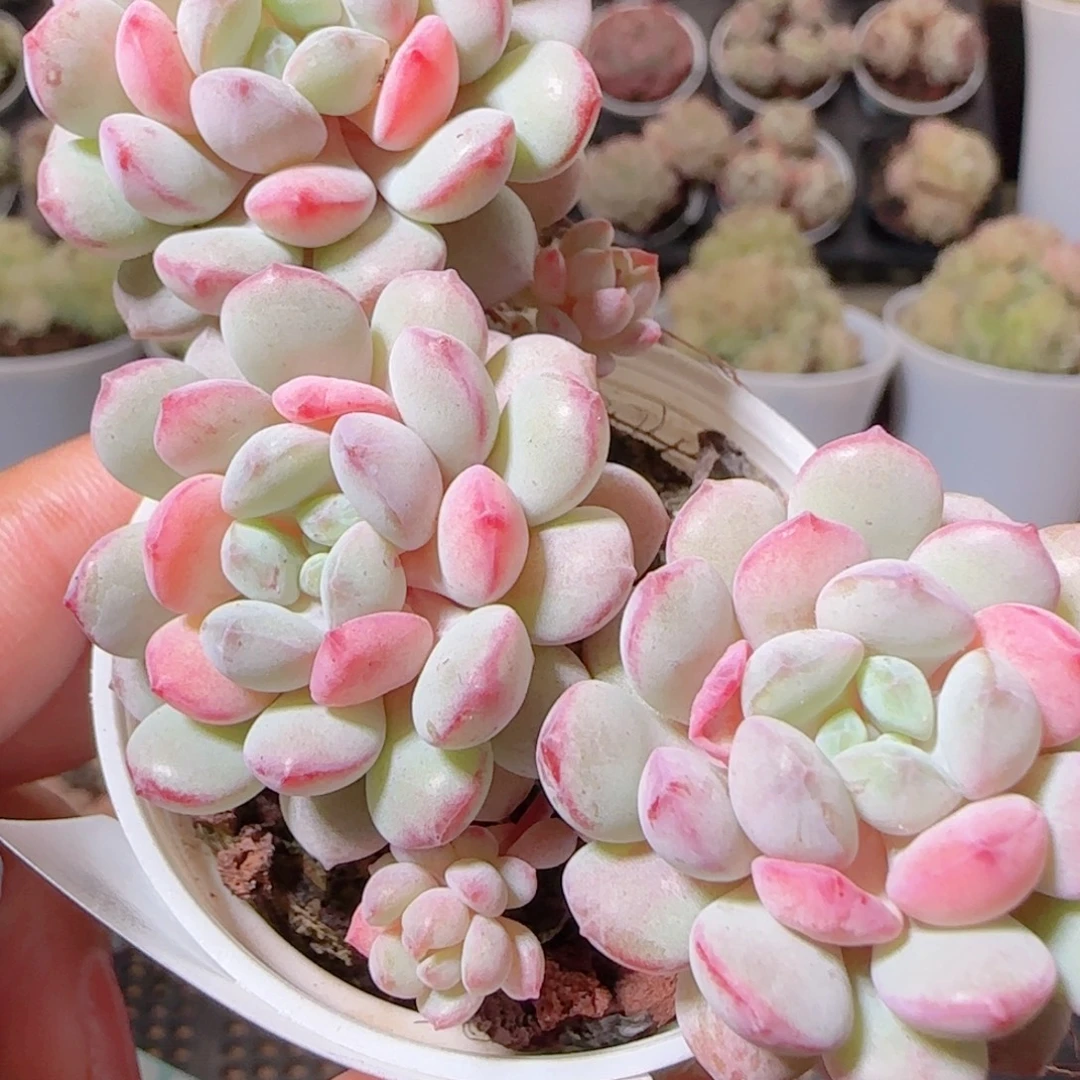 花语多肉1209-74珍珠豆