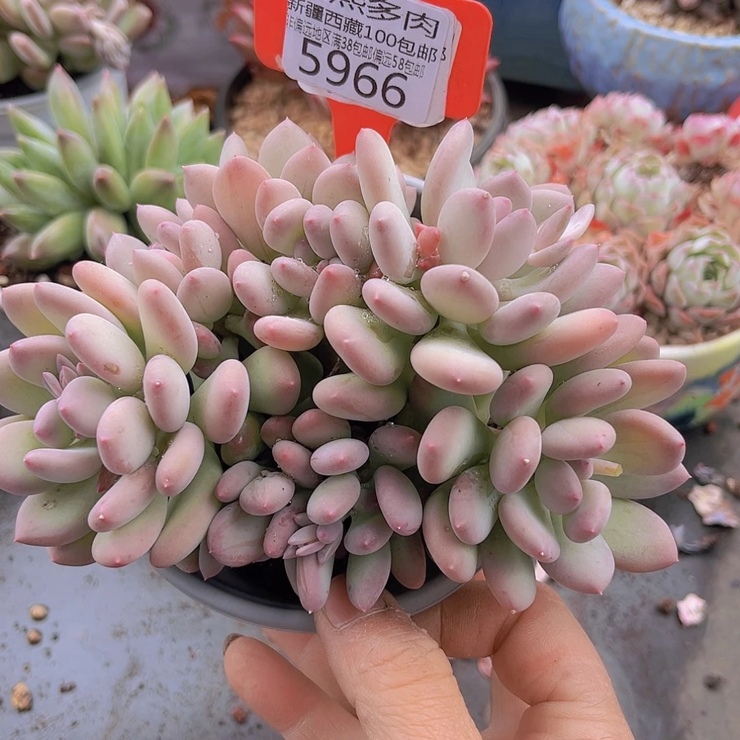 5966三日月美人。