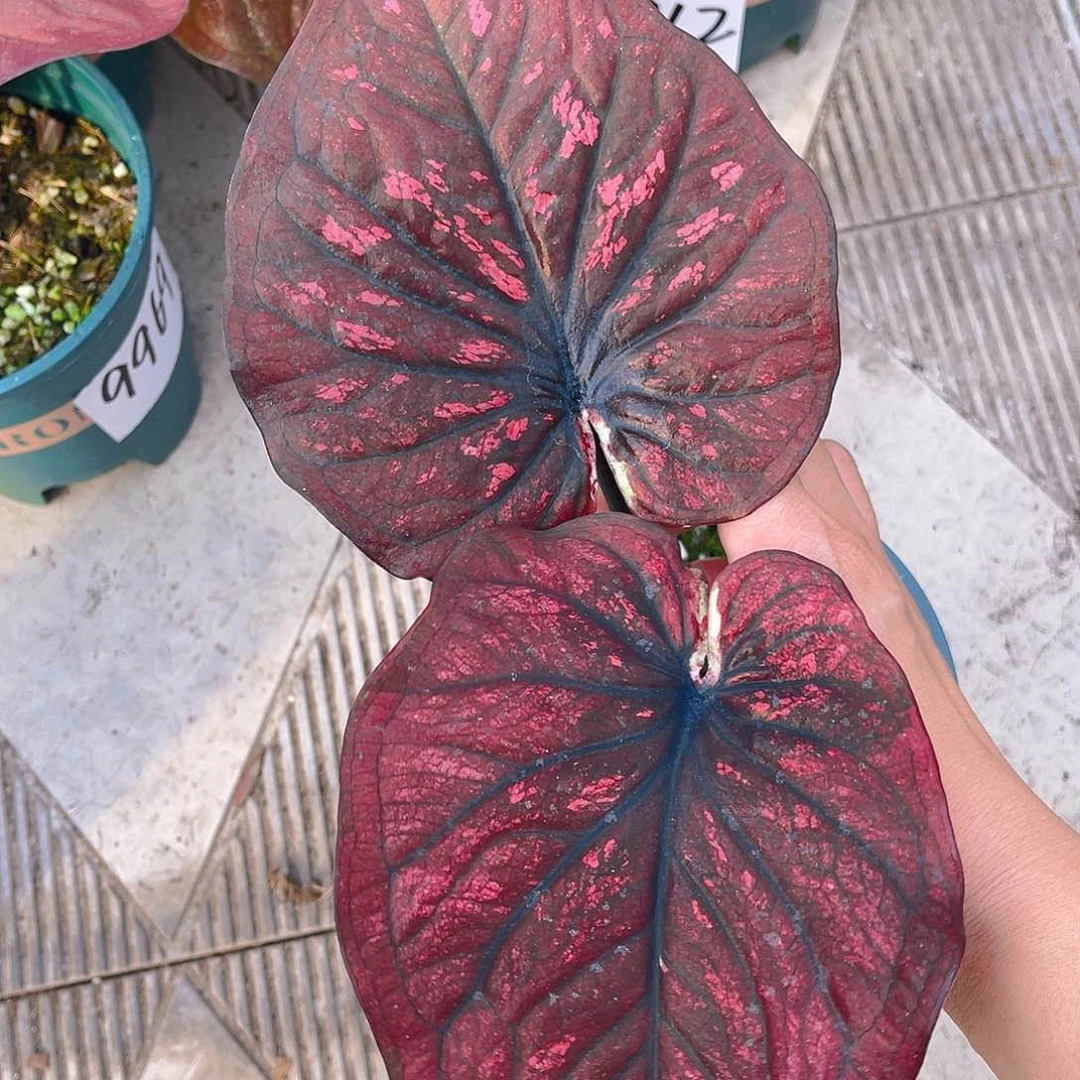 完全开放泰彩一物一拍9959