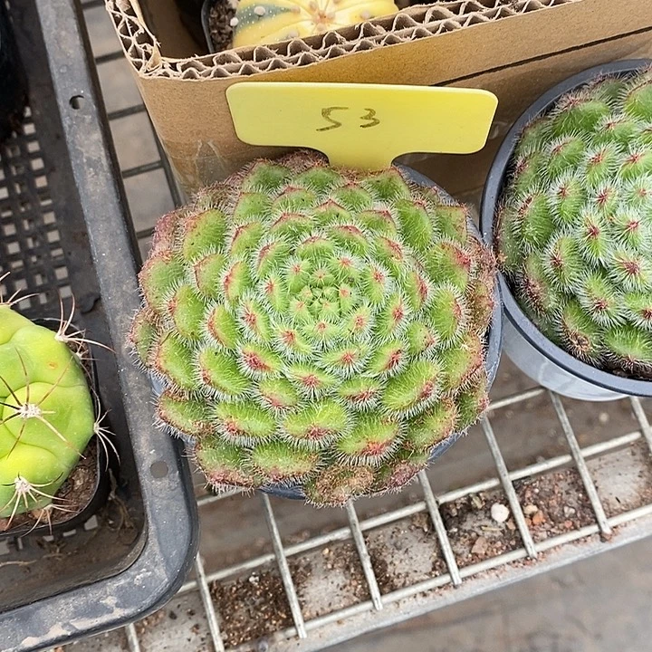 军***活漂亮仙人球一物一拍