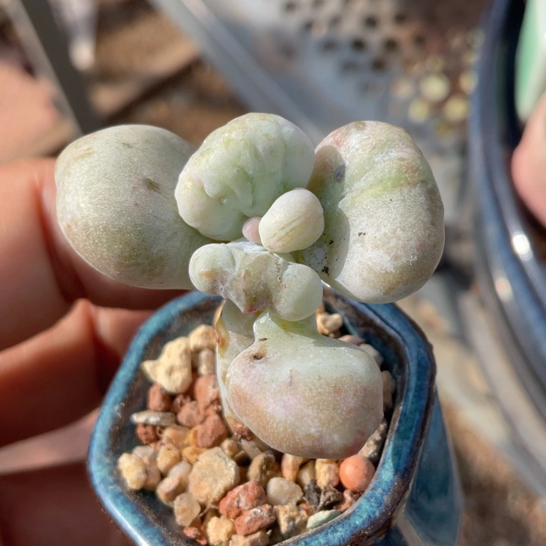 油煎奶酪多肉植物