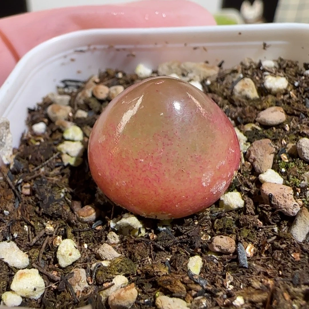 肉锥多肉植物组合-灯泡593