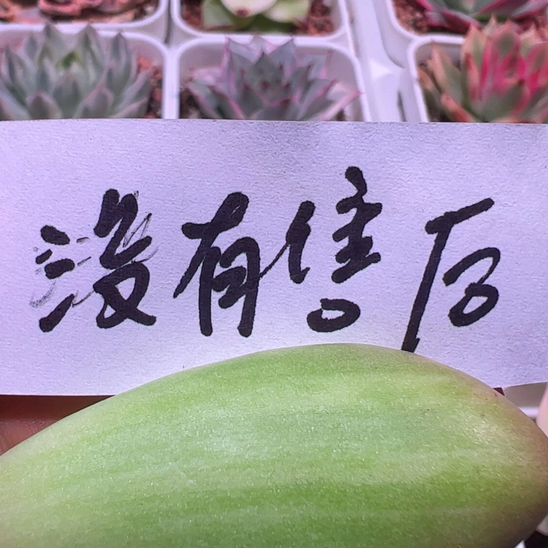介***肥多肉植物多肉植物