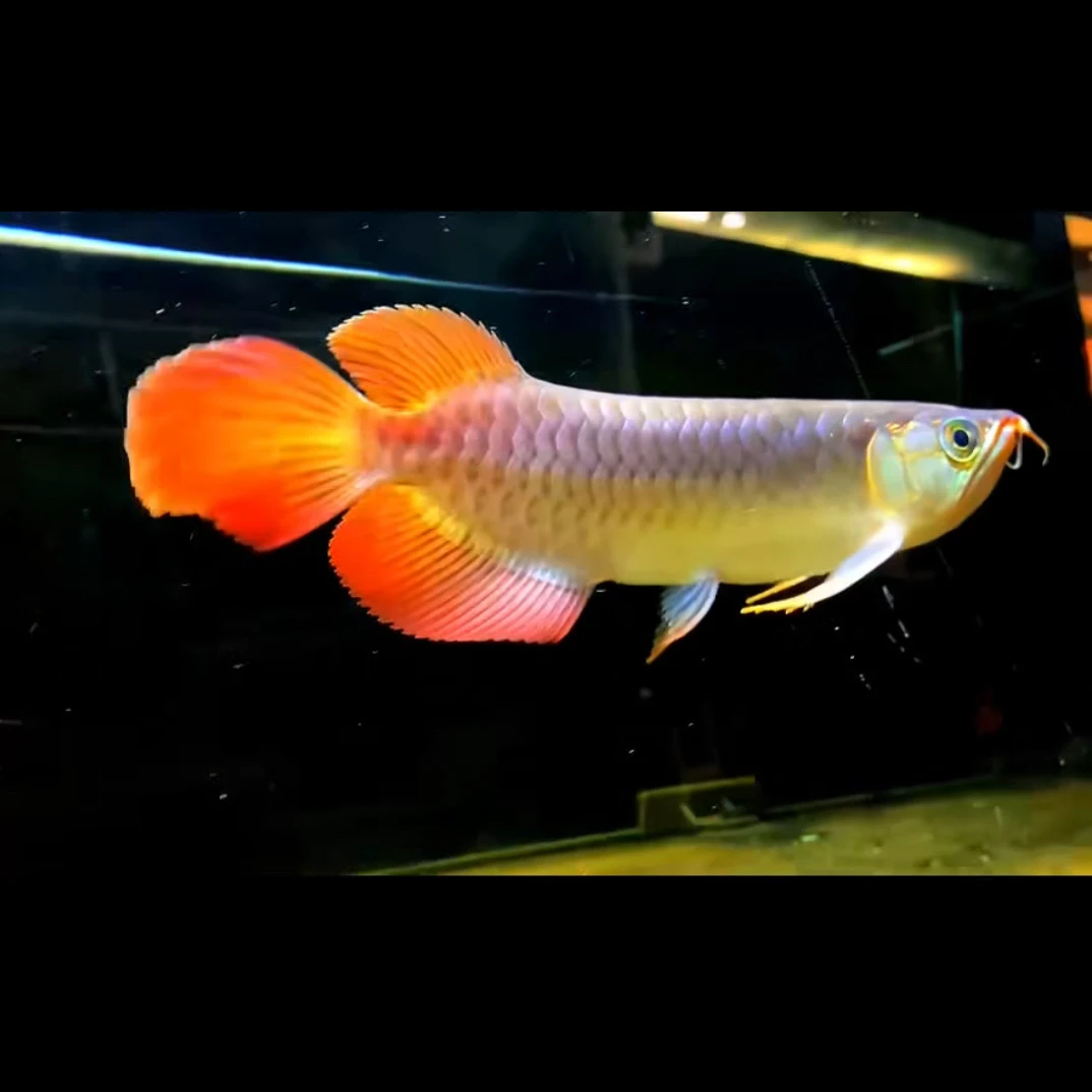 大湖红龙鱼芯片证书齐全适合饲养的活体鱼