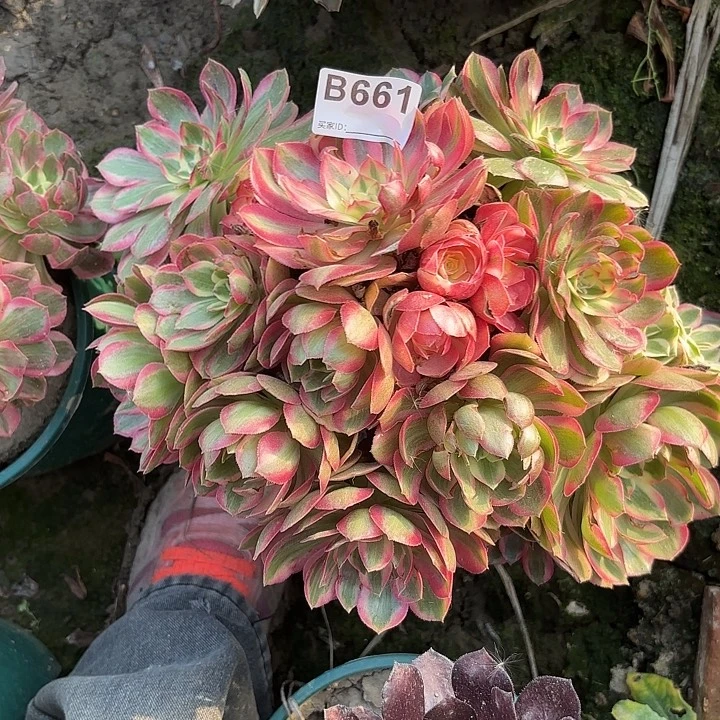 云荷8-36-661偏远不包邮