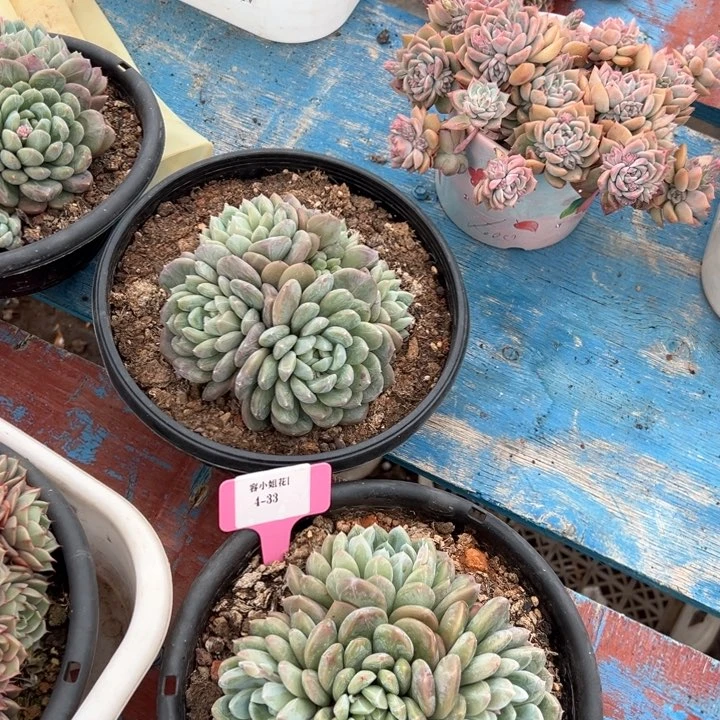 4.33百达翡冷一个脱土量