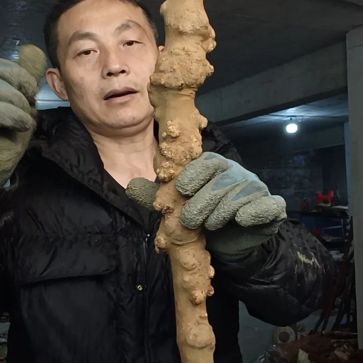 稳定木➰****➰贵州檬子木   铁马鞭   根艺  半成品