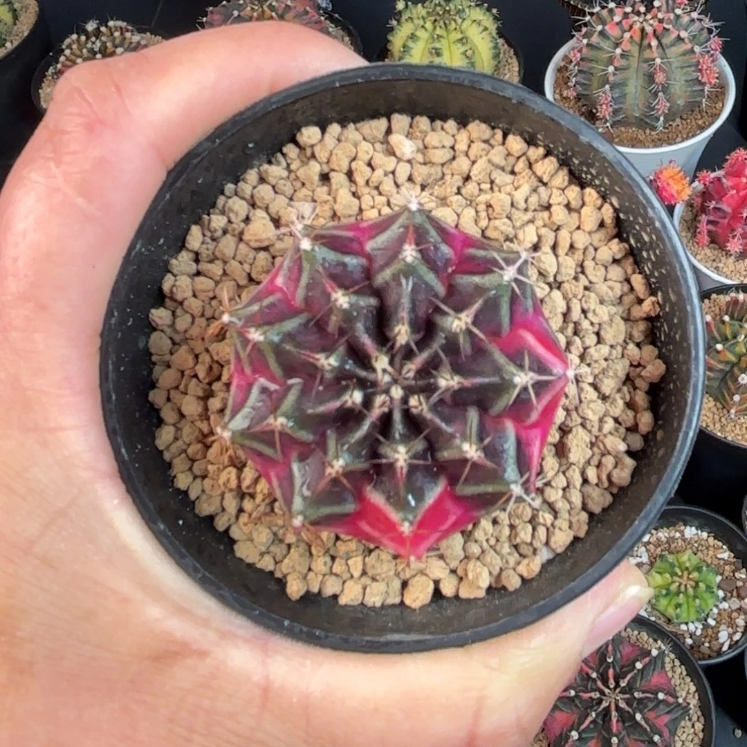 泰系米哈仙人球实生212