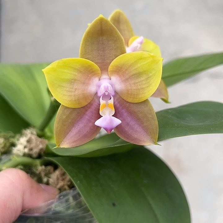 完全开放弥陀实生AMM230