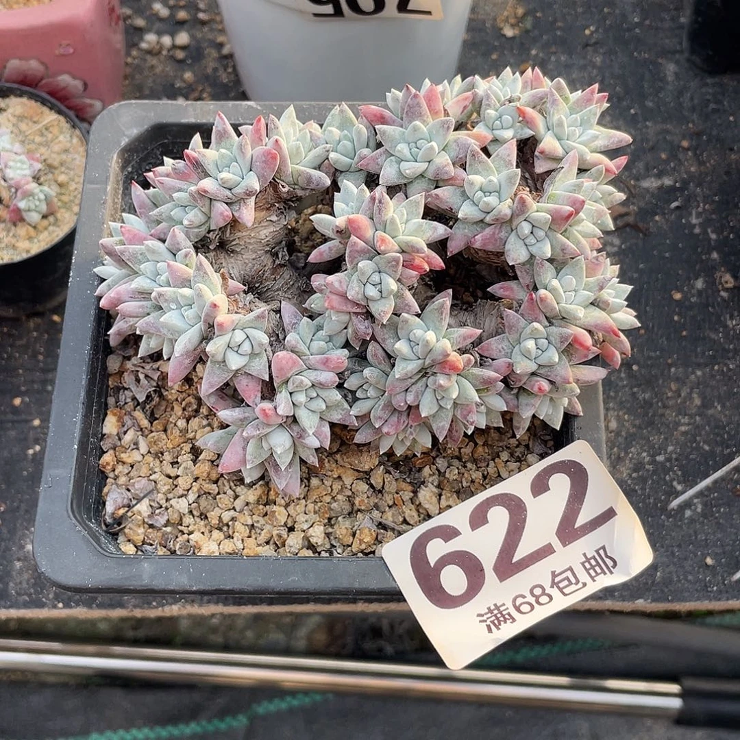格诺玛丸叶粗桩的