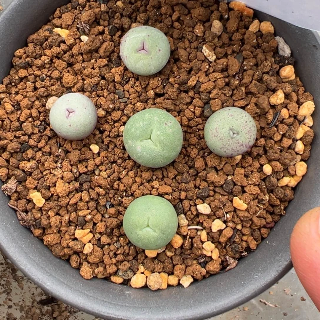 14-38量拍红嘴奔驰一颗