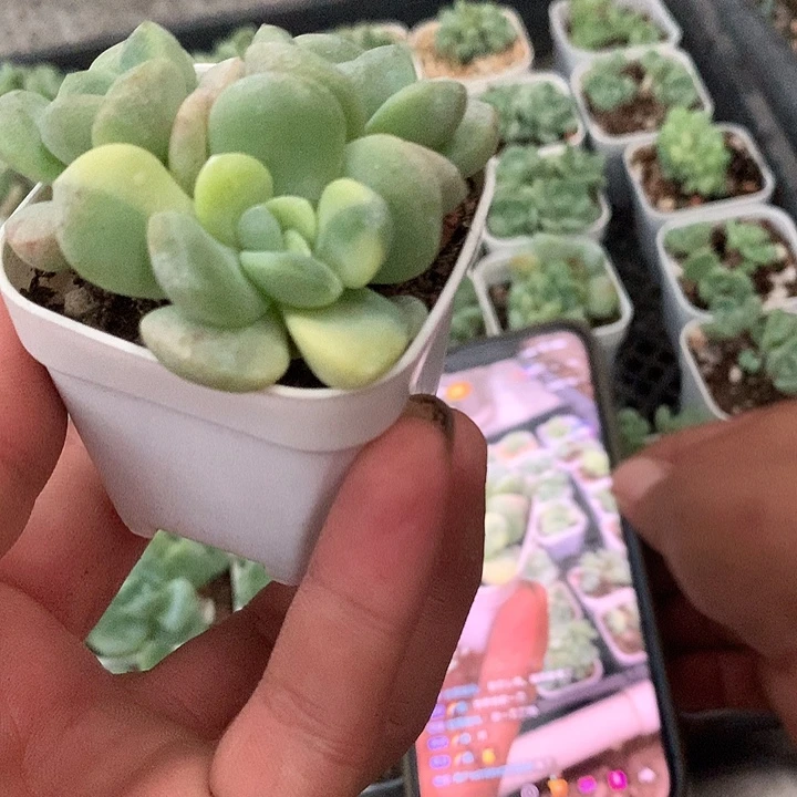 多肉植物一物一拍