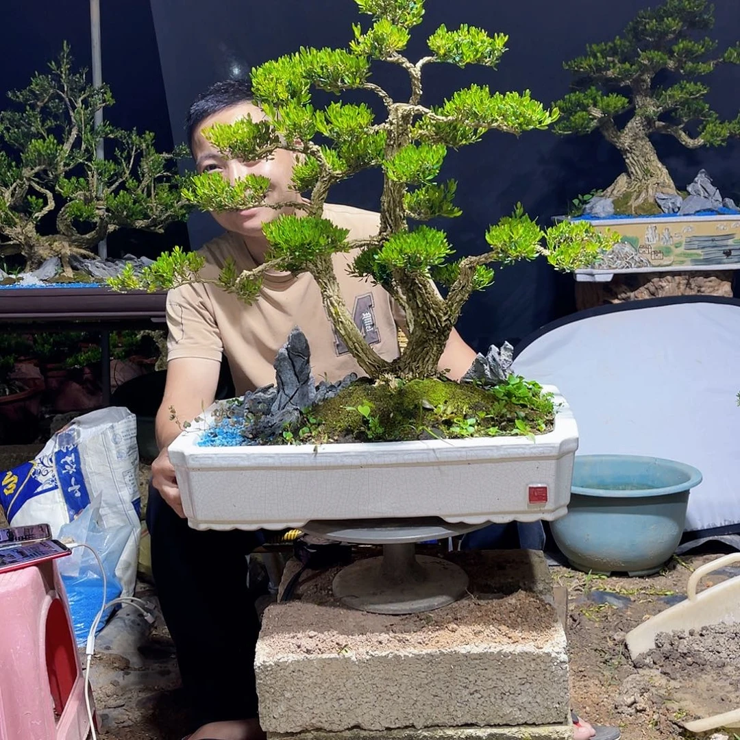 当前无花栽培后可以开花