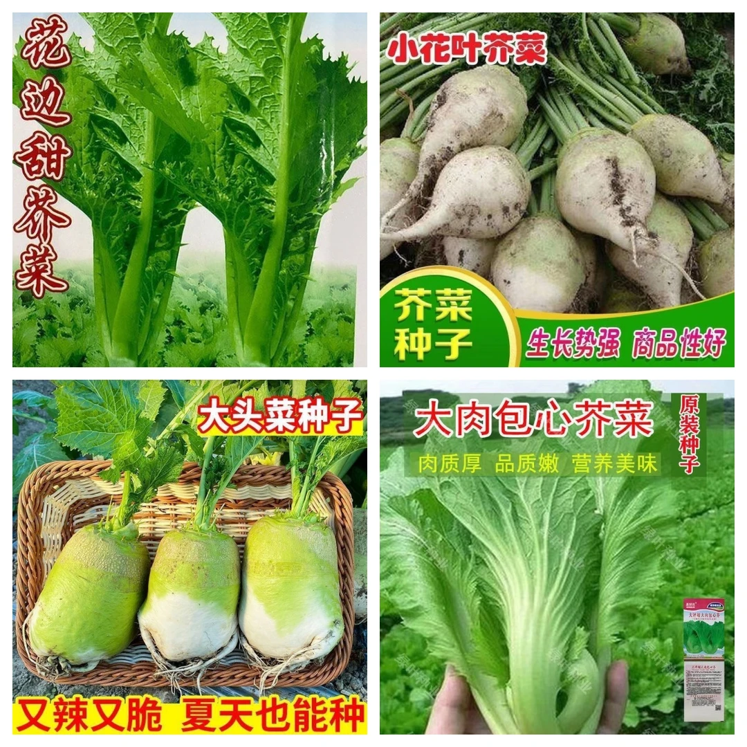【芥菜种子大全】宽帮青菜种子腌渍泡菜酸菜腌菜四川芥菜中熟大叶