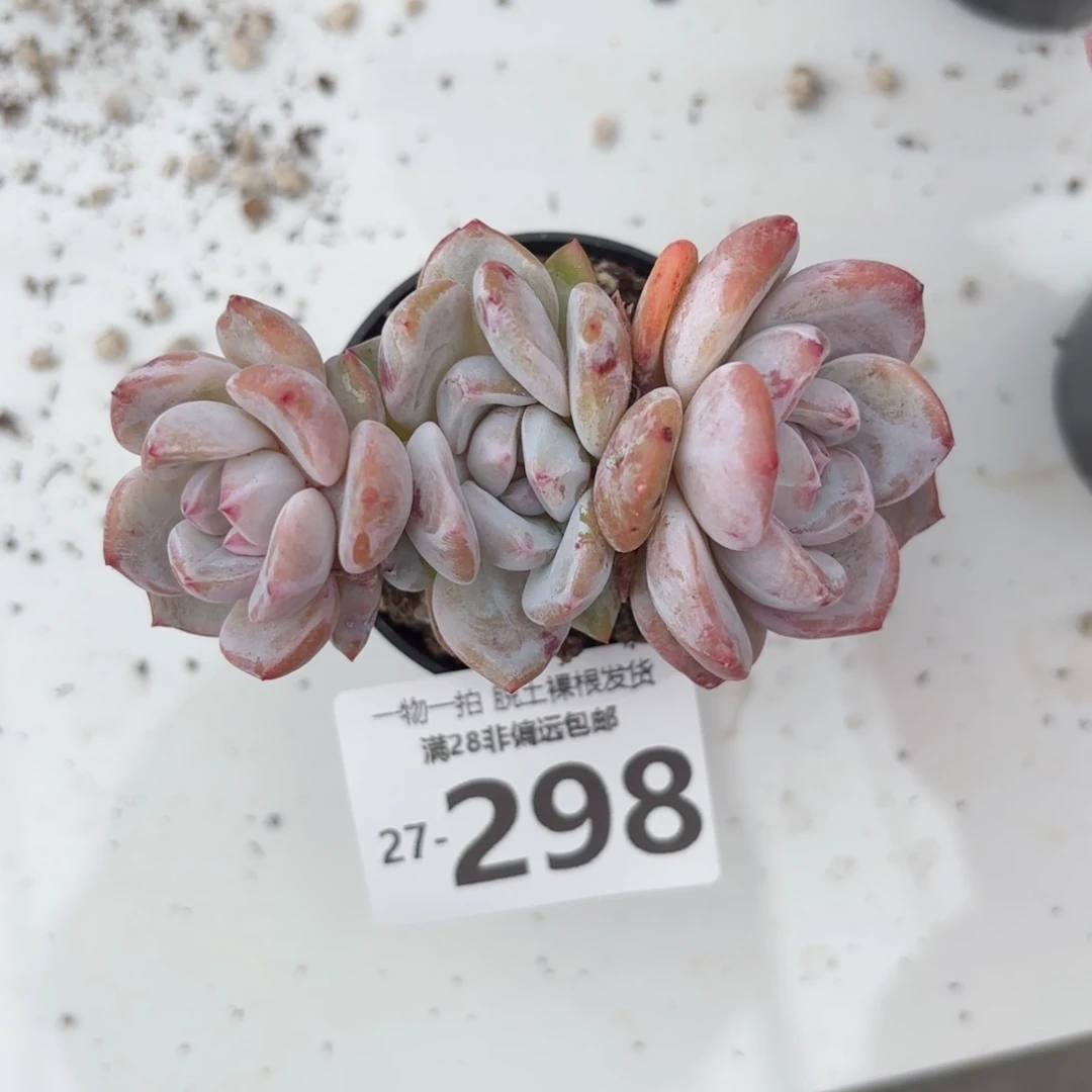 …星影群多肉多肉多肉