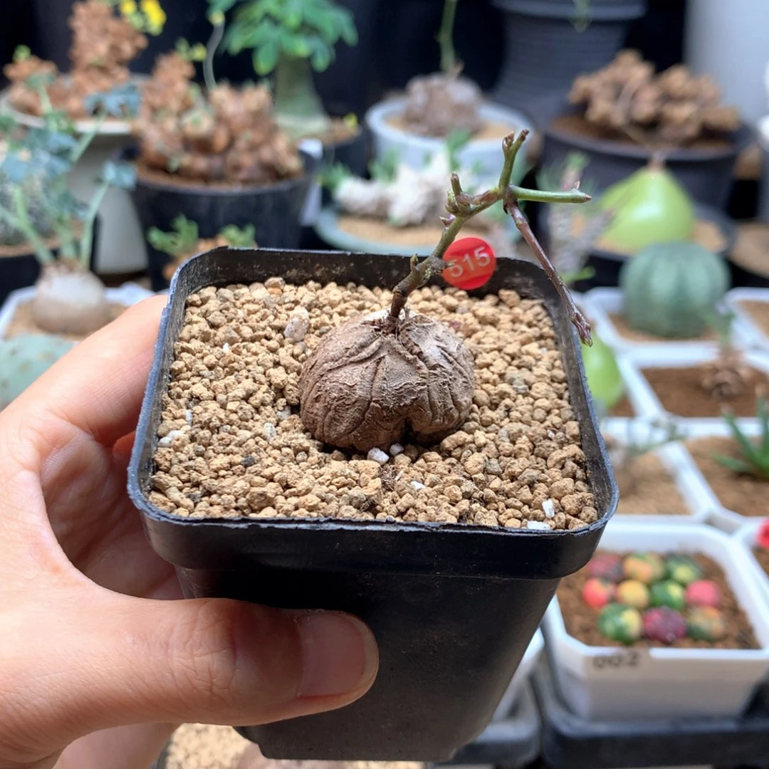 福利南非龟甲龙带盆515