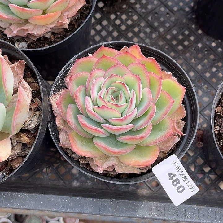 阿雅园艺。      480晨露