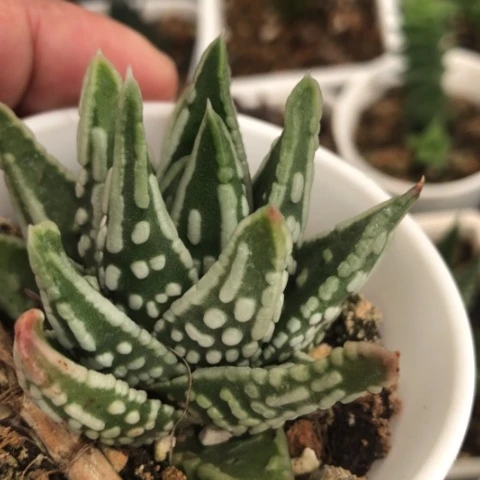 优选泪珠短宽叶硬叶